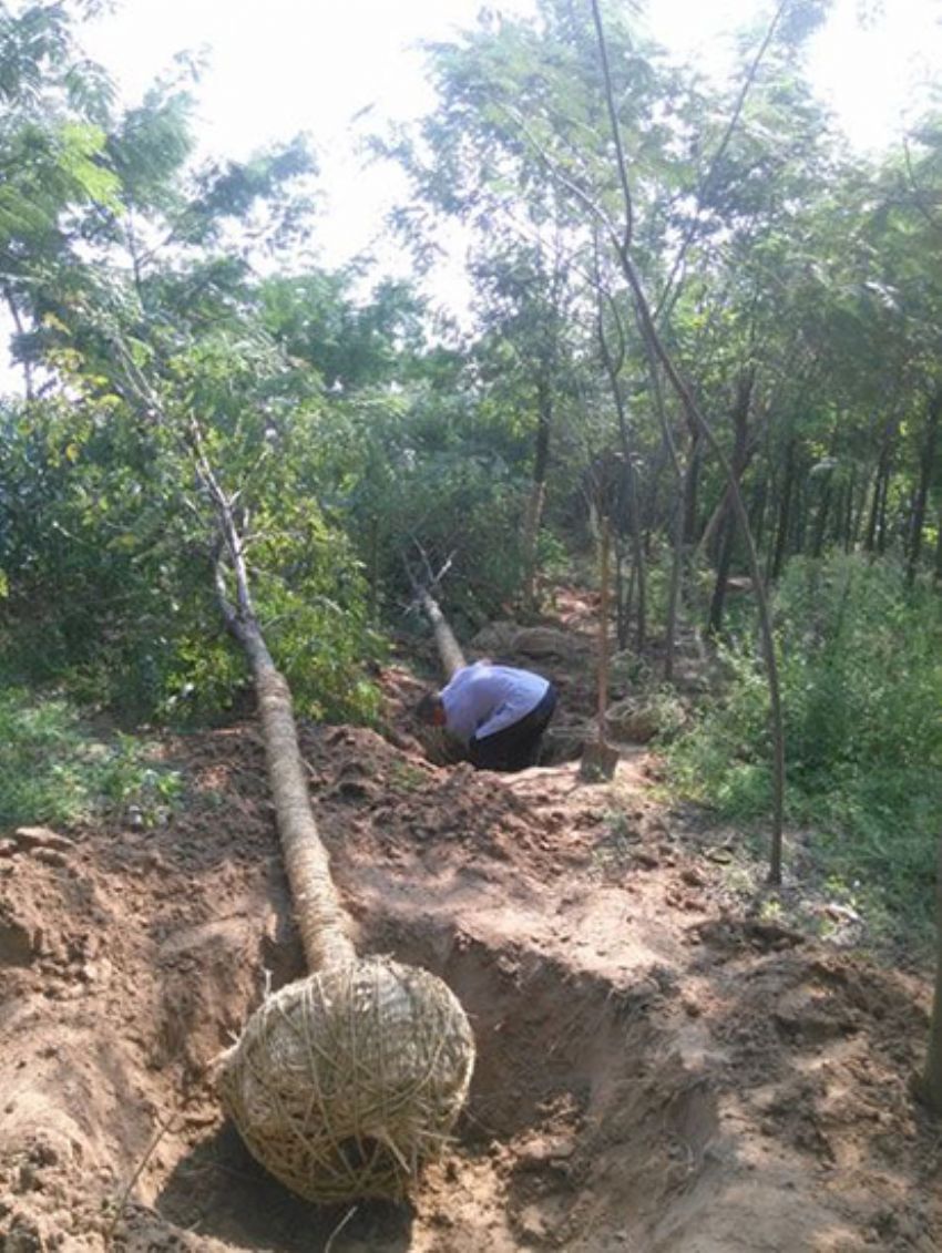 點擊查看詳細信息<br>標題：香花槐 閱讀次數：2071