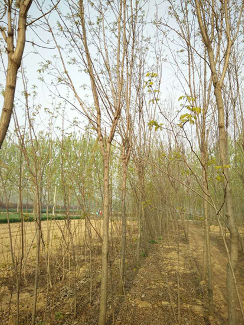 點擊查看詳細信息<br>標題：香花槐 閱讀次數：2182