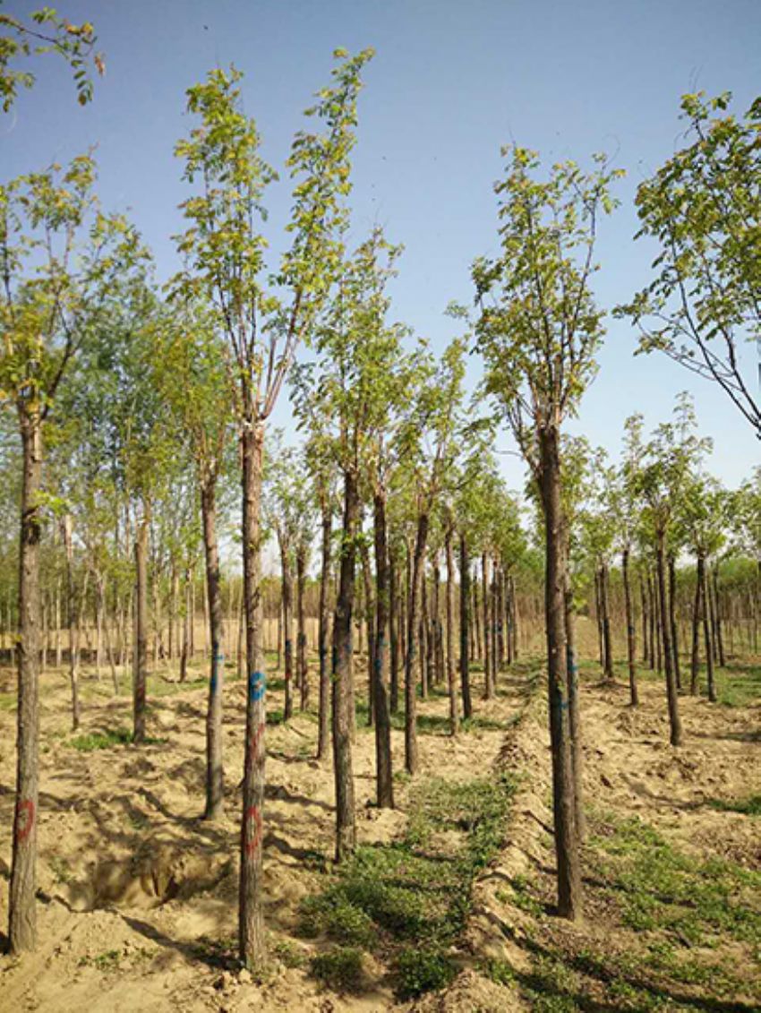 點擊查看詳細信息<br>標題：香花槐 閱讀次數：3548