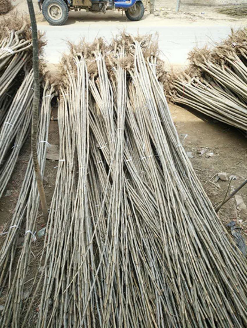 點擊查看詳細信息<br>標題：楊樹苗 閱讀次數：3206