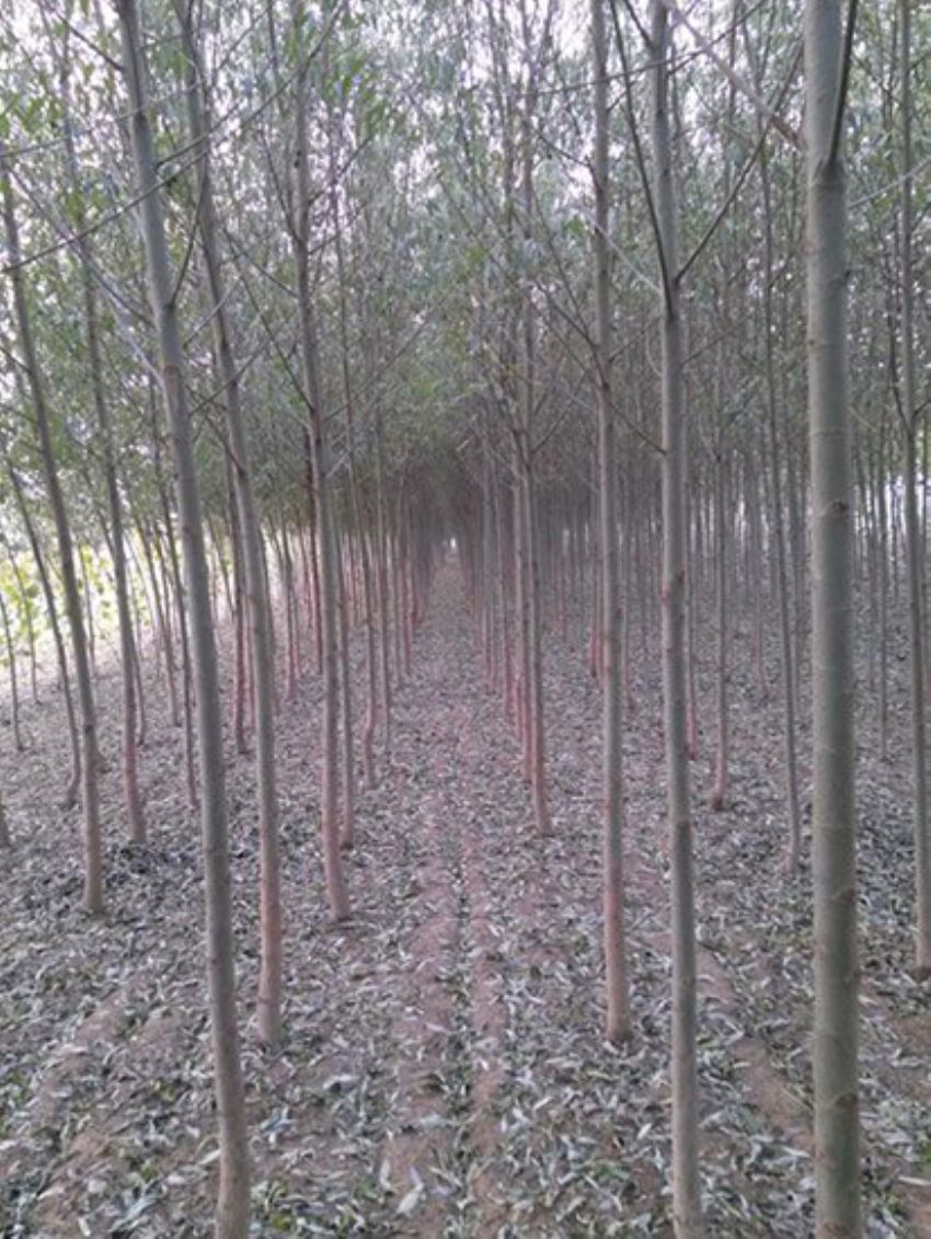 點擊查看詳細信息<br>標題：速生楊 閱讀次數：3372