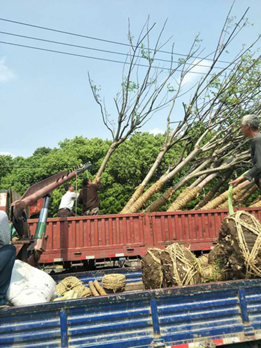 點擊查看詳細信息<br>標題：欒樹 閱讀次數：1906