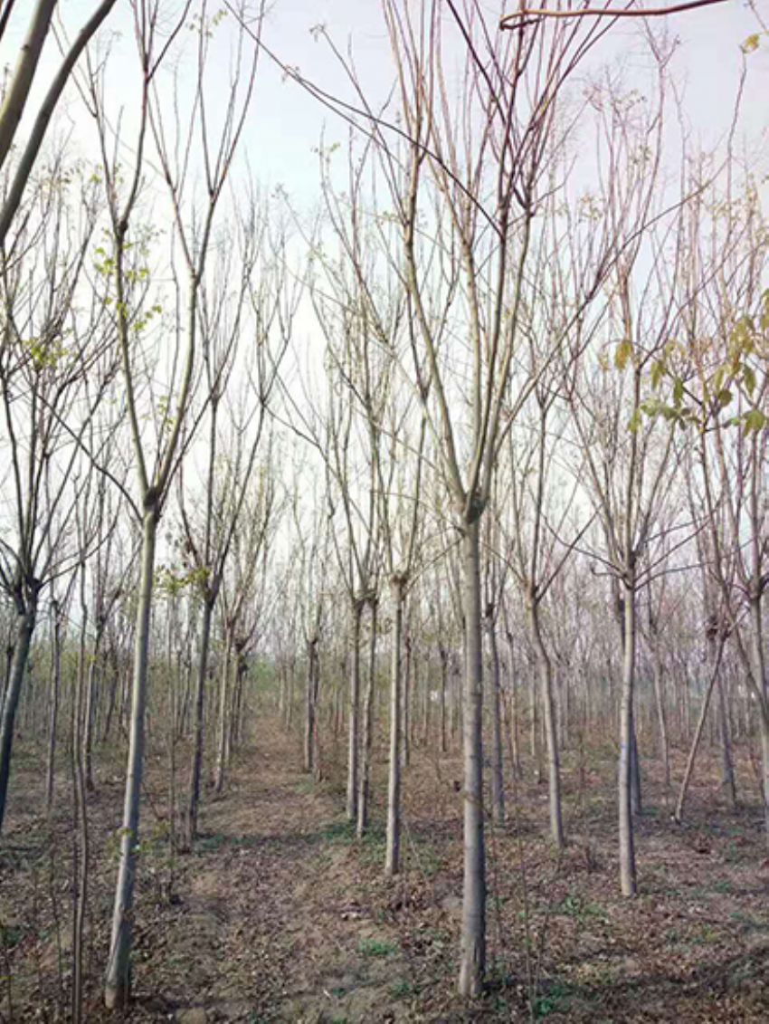 點擊查看詳細信息<br>標題：欒樹 閱讀次數：1866