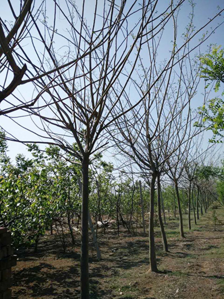 點擊查看詳細信息<br>標題：合歡 閱讀次數：2177