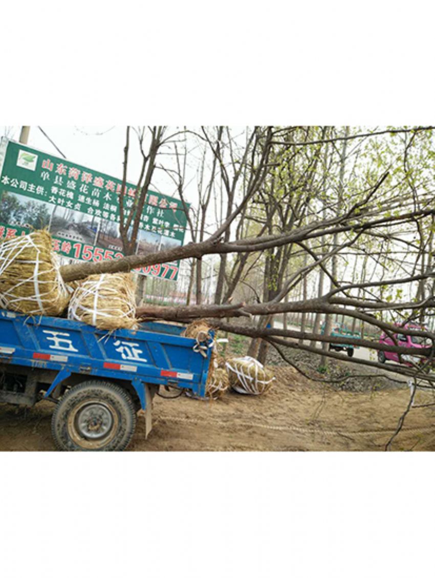 點擊查看詳細信息<br>標題：果樹-柿子樹 閱讀次數：1807