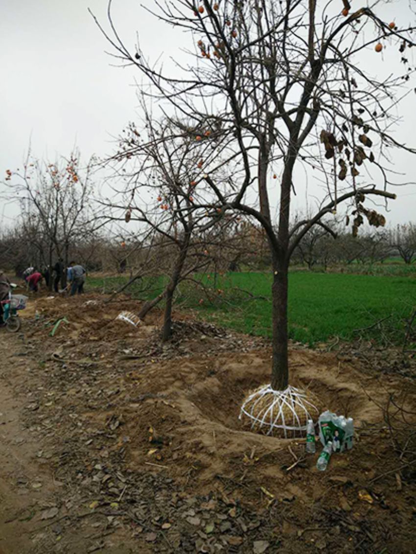 點擊查看詳細信息<br>標題：果樹-柿子樹 閱讀次數：2117