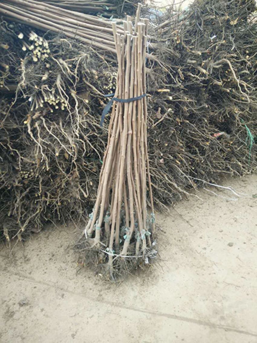 點擊查看詳細信息<br>標題：果樹-柿子樹 閱讀次數：3280