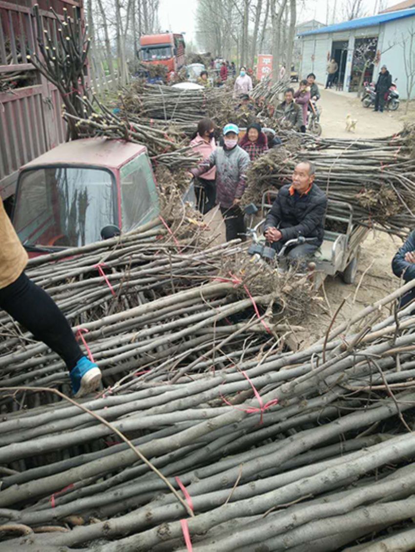 點擊查看詳細信息<br>標題：果樹-柿子樹 閱讀次數：3346