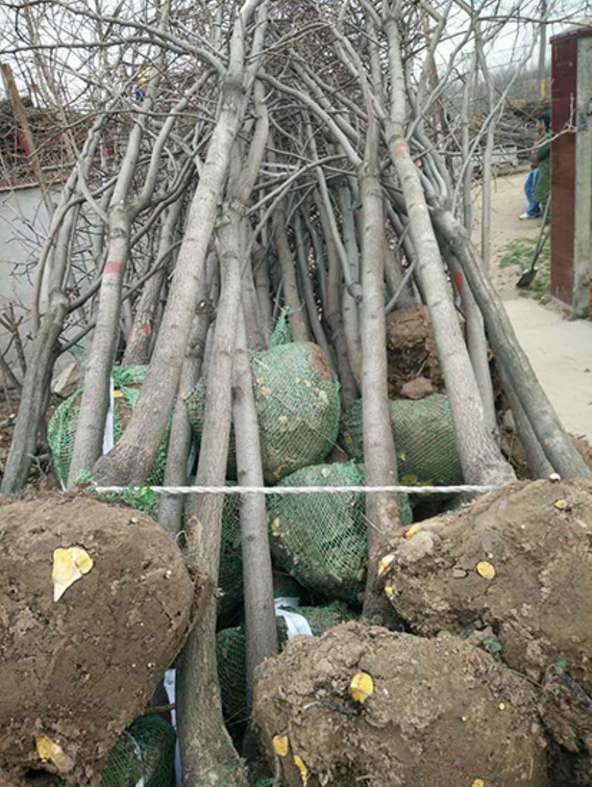 點擊查看詳細信息<br>標題：果樹-柿子樹 閱讀次數：2235