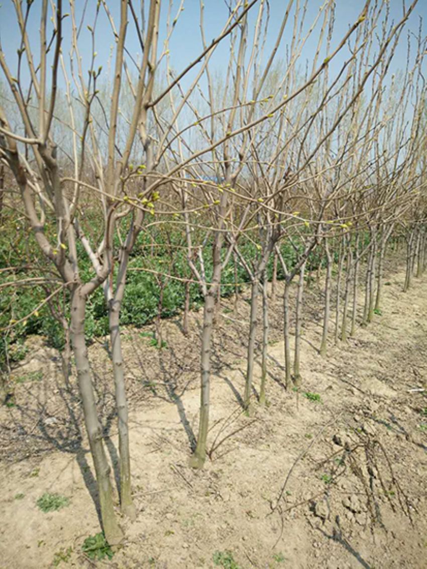 點擊查看詳細信息<br>標題：果樹-柿子樹 閱讀次數：2178