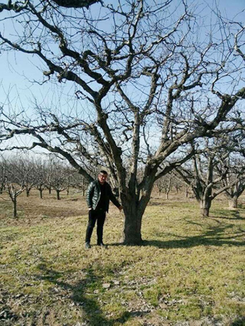 點擊查看詳細信息<br>標題：果樹-柿子樹 閱讀次數：2282