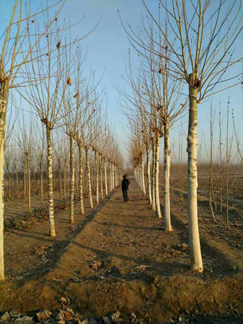 點擊查看詳細信息<br>標題：法桐 閱讀次數：3119