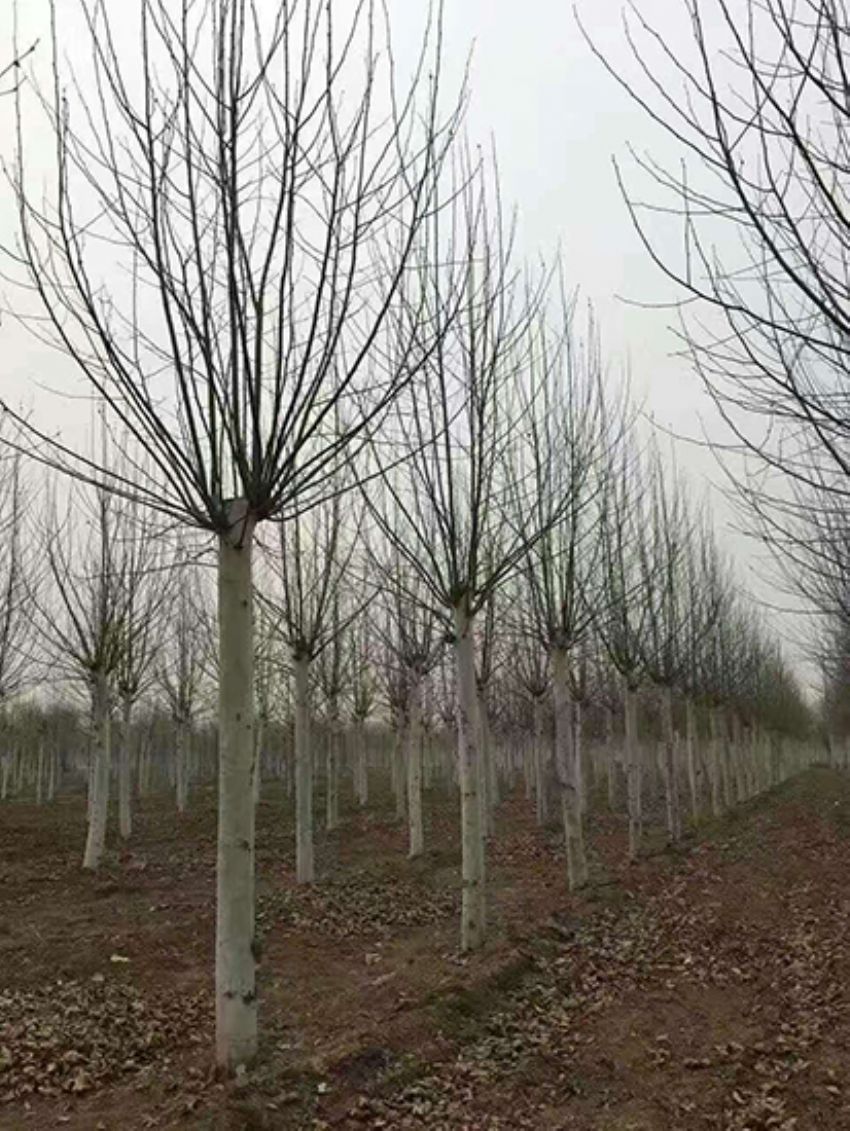 點擊查看詳細信息<br>標題：法桐 閱讀次數：3216