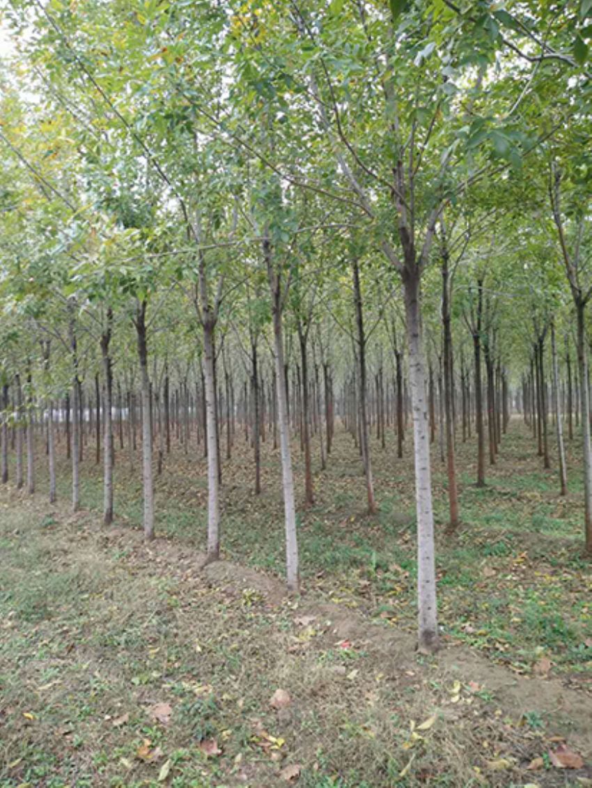 點擊查看詳細信息<br>標題：白蠟 閱讀次數：3155