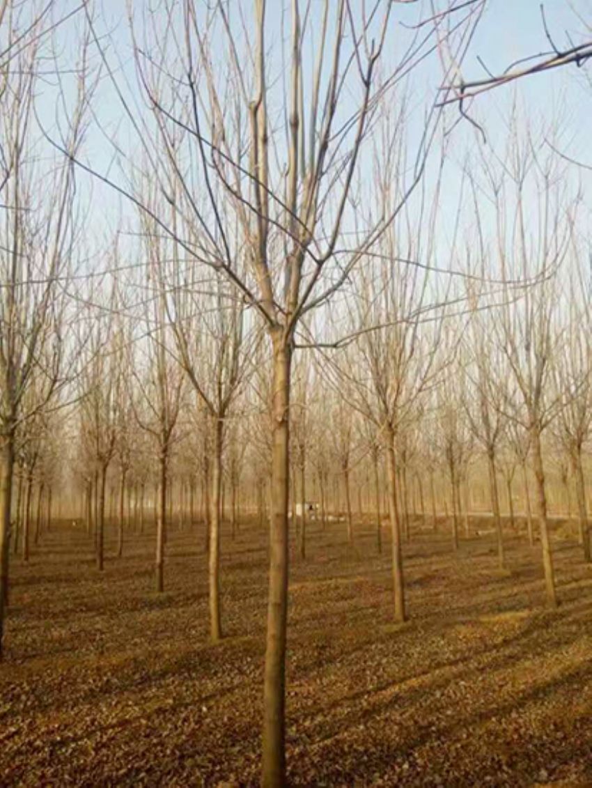 點擊查看詳細信息<br>標題：白蠟 閱讀次數：3139