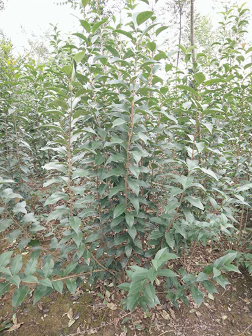 點擊查看詳細信息<br>標題：叢生女貞 閱讀次數：3249