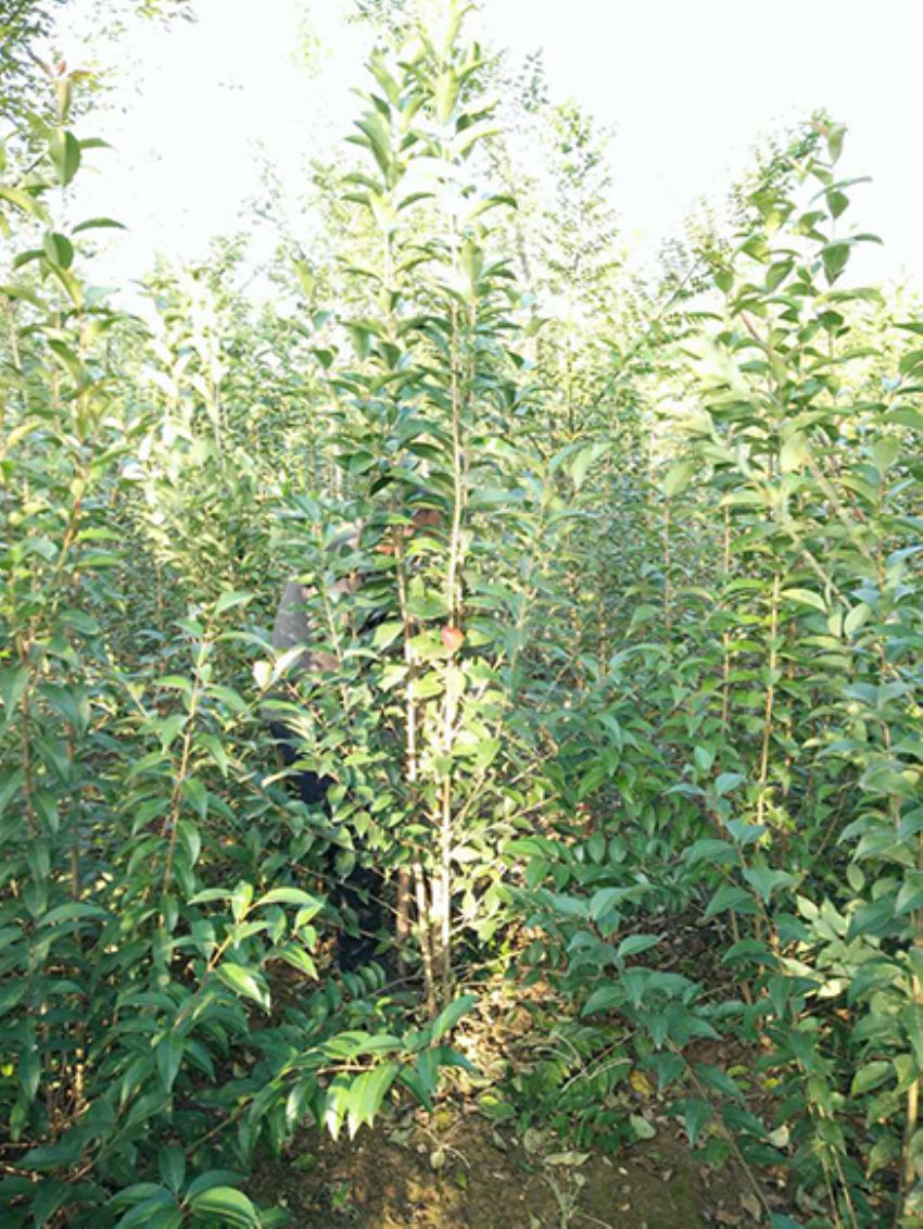 點擊查看詳細信息<br>標題：叢生女貞 閱讀次數：3160