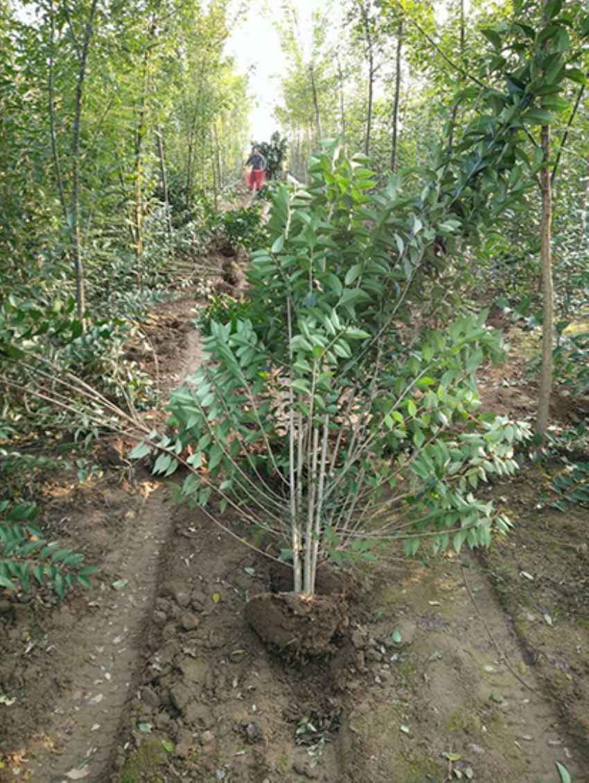 點擊查看詳細信息<br>標題：叢生女貞 閱讀次數：3380