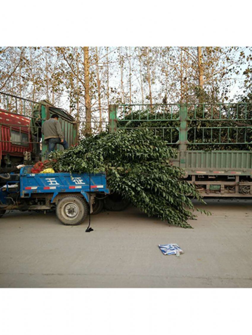 點擊查看詳細信息<br>標題：叢生女貞 閱讀次數：3175