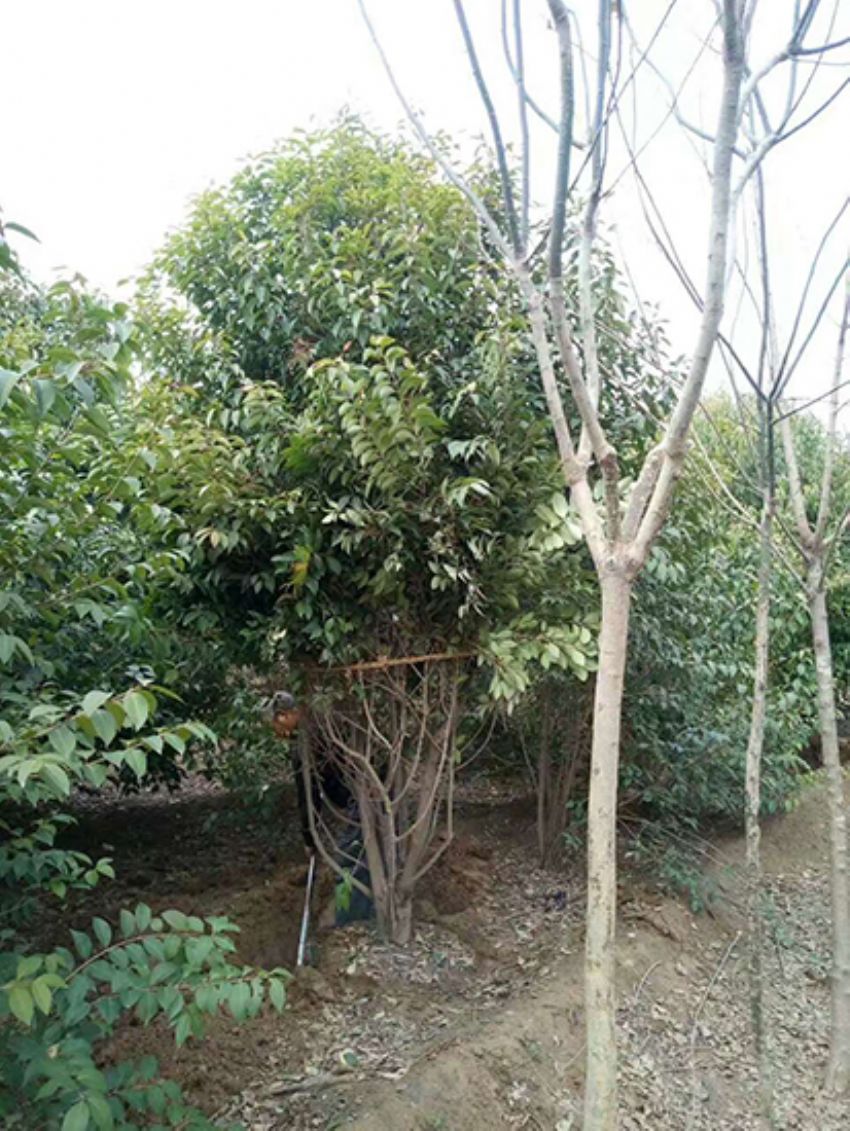 點擊查看詳細信息<br>標題：叢生女貞 閱讀次數：3192